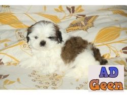 used shih tzu dog for sale (male) for sale 